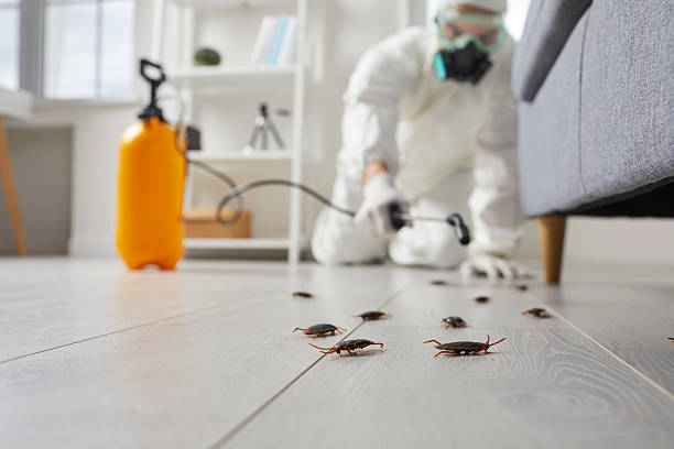 Commercial Rodent Management in Milan